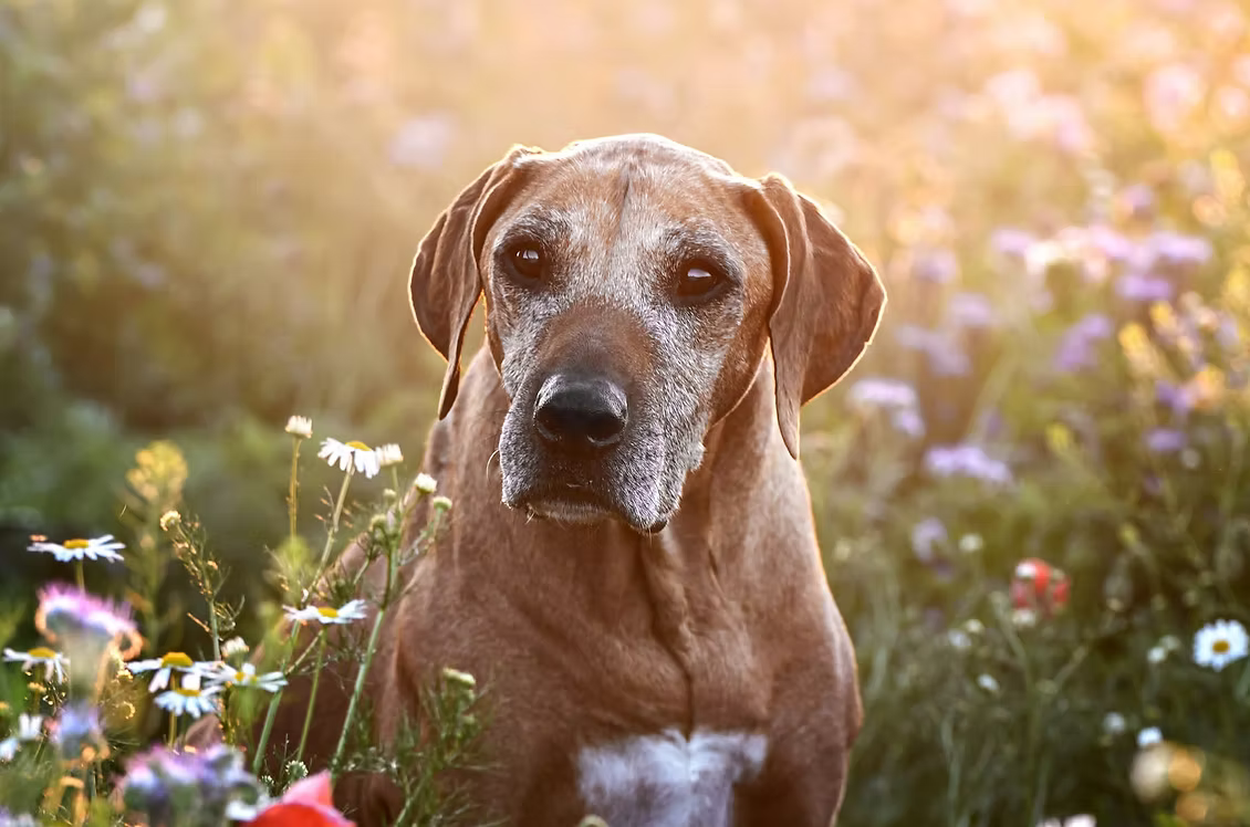 Rhodesian ridgeback v květinách